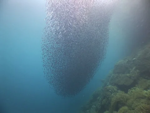 School of small baitfish Stock Footage 98668653