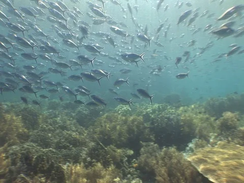 School of small baitfish Stock Footage 98668665
