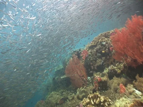 School of small baitfish Video stock 98698555