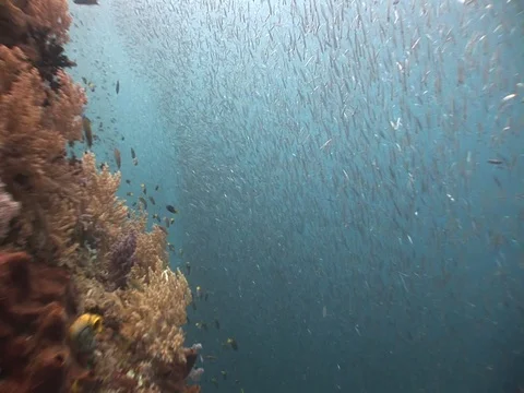 School of small baitfish Stock Footage 98698646