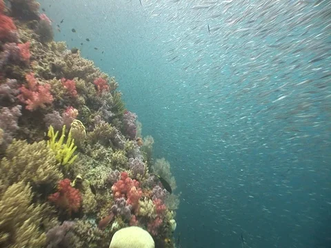 School of small baitfish Stock Footage 98698651