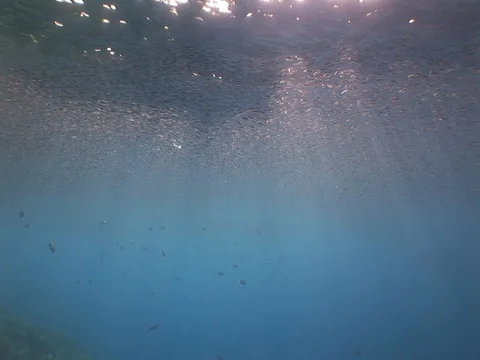 School of small baitfish Stock Footage 98698712