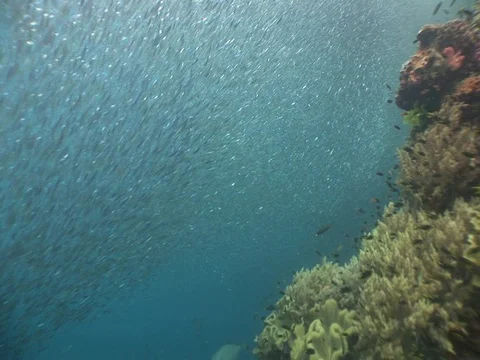 School of small baitfish Stock Footage 98698806