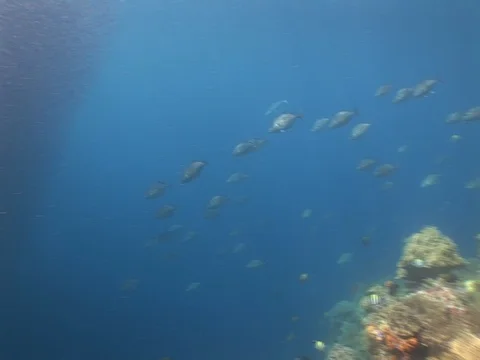 School of small baitfish Stock Footage 98698811