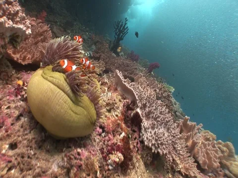 School of small baitfish Stock Footage 98699028