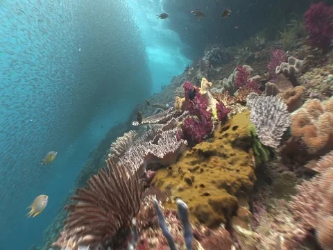 School of small baitfish Stock Footage 98699036