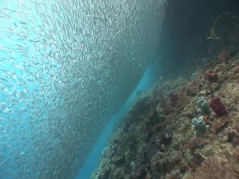 School of small baitfish Stock Footage 98699040