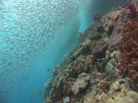 School of small baitfish Stock Footage 98699044