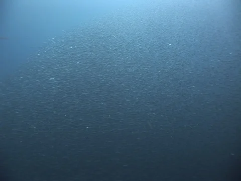 School of small baitfish Stock Footage 98707391