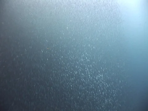 School of small baitfish Stock Footage 98707463