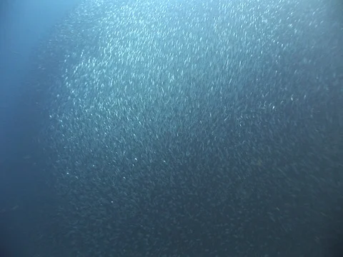 School of small baitfish Stock Footage 98707574