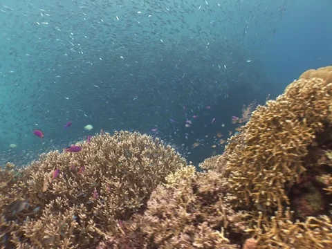 School of small baitfish Stock Footage 98707583