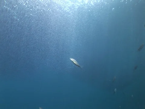 School of small baitfish hunted by jacks Stock Footage 98668327
