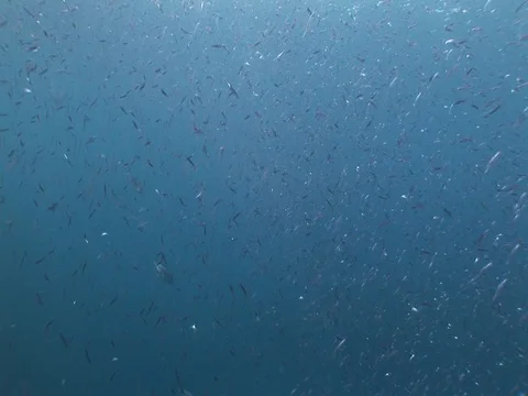 School of small baitfish hunted by jacks Stock Footage 98668337