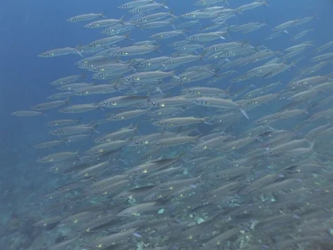 School of small Barracuda Stock Footage 98707143