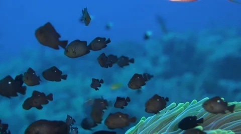 School of small black fish in anemone - Three-spot Dascyllus  Stock Footage 61137791