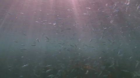 A school of small blue fish Stock Footage 276557
