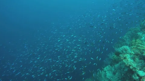 School of small coral reef fish above deep blue color ocean Stock Footage 94373576