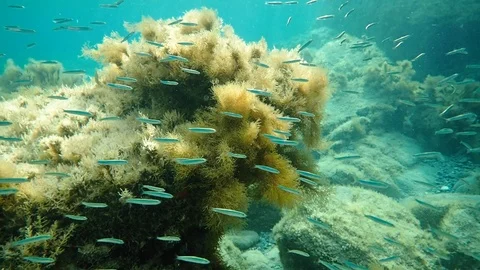 School of small fish and branched brown algae Stock Footage 85853628
