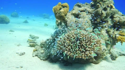 A school of small fish and coral Stock Footage 310906178