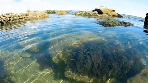A School of Small FIsh and a Seagull at Tynemouth Beach Video stock 132577406