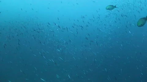 School of small fish being chased by surgeonfish in the blue Stock Footage 130241011