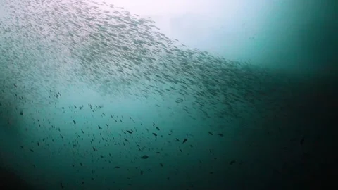 School of small fish being hunted and swimming quickly past the camera Stock Footage 130240981