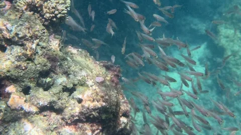 School of small fish circles beside an old coral reef moving together through Stock Footage 335759108