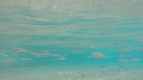 School of small fish in clear water Stock Footage 108132819