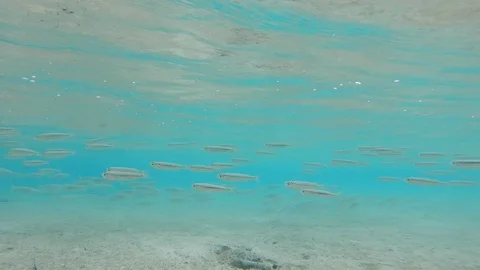 School of small fish in clear water Stock Footage 108132868