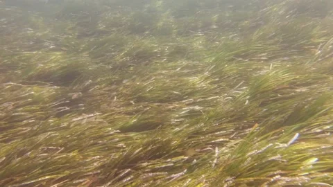 School Of Small Fish Stock Footage 158882035