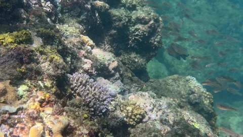 School of small fish gathers beside coral formations in seawater moving together Video stock 338001411