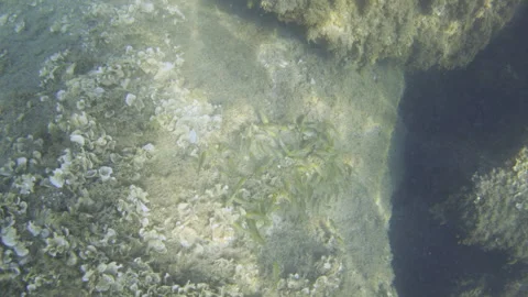 School of small fish hiding among rock formations and marine algae on the Stock Footage 343472381