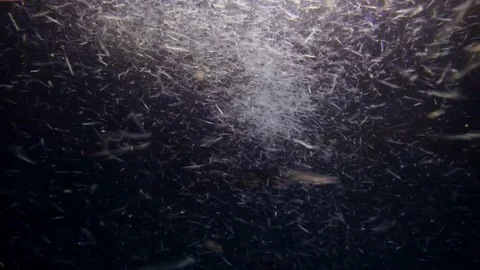 School of small fish hunts at night on zooplankton, night  diving, Indian Ocean Stock Footage 74215034