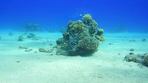 School of small fish moves and corals Stock Footage 310906147
