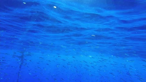 School of small fish near the surface of the water. blue water Stock Footage 161028881