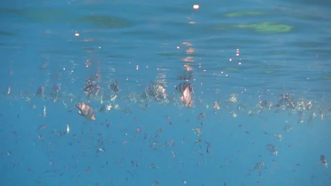 A school of small fish near the surface of the sea in the calm Stock Footage 262243102