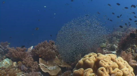 School of small fish over the reef Video stock 801674