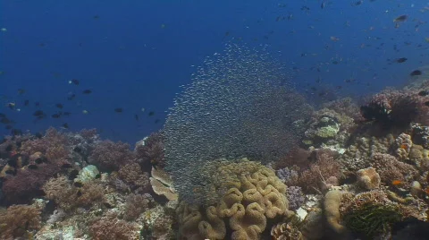 School of small fish over tropical reef Video stock 801642