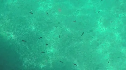 A school of small fish on the seabed Stock Footage 79106699