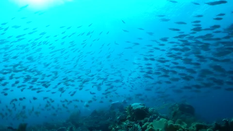 School of small fish split up and swim into the blue Stock Footage 130240996