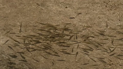 School of small fish startled by a water strider. Stock Footage 195845371