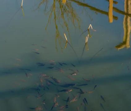 School of small fish at surface of water Stock Photos