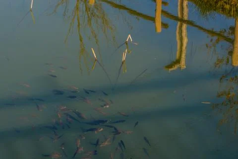 School of small fish at surface of water Stock Photos