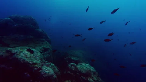 School of Small Fish Swim Over Rocky Coral Reef in Clear Blue Ocean Water 動画素材 334500891
