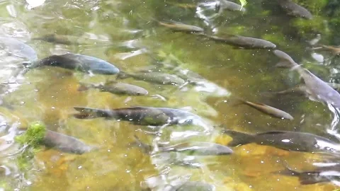 School of small fish swimming in clear water with aquatic plants and reflections Stock Footage 331500607