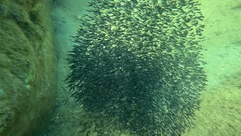 School of small fish swimming in a dense group over a rocky seabed in green unde Видео 338001942