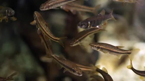 School of small fish swimming gracefully through clear water, showcasing dynamic Stock Footage 335088528