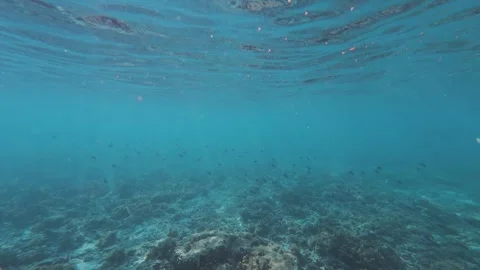 School of small fish swimming over coral in south pacific Stock Footage 312837221