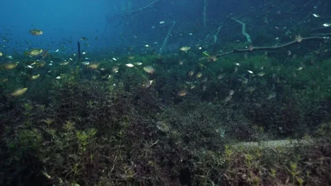 School of small fish swimming over aquatic plants in a clear freshwater Stock Footage 331342054